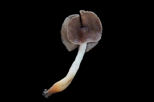  ( - FDS-CA-03548)  @11 [ ] by-nc (2024) Fresno Mycology Society Fungal Diversity Survey