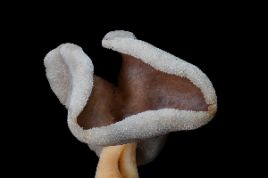  ( - FDS-CA-03548)  @11 [ ] by-nc (2024) Fresno Mycology Society Fungal Diversity Survey
