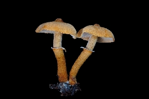  ( - FDS-CA-03556)  @11 [ ] by-nc (2024) Fresno Mycology Society Fungal Diversity Survey