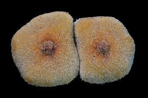  ( - FDS-CA-03556)  @11 [ ] by-nc (2024) Fresno Mycology Society Fungal Diversity Survey