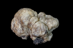  ( - FDS-CA-03555)  @11 [ ] by-nc (2024) Fresno Mycology Society Fungal Diversity Survey