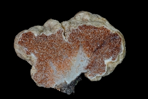  ( - FDS-CA-03555)  @11 [ ] by-nc (2024) Fresno Mycology Society Fungal Diversity Survey