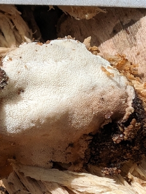  (Antrodiella sp. IN02 - FDS-CA-03726)  @11 [ ] by-nc (2024) Stu Pickell Fungal Diversity Survey