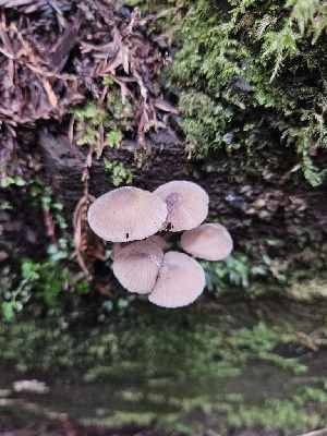  ( - FDS-CA-02218)  @11 [ ] by (2024) Mandy Hackney Fungal Diversity Survey