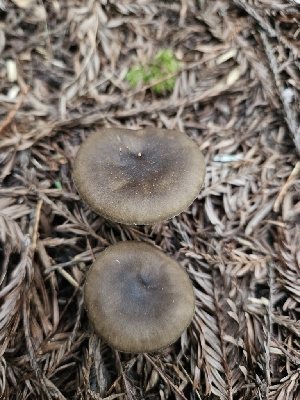  ( - FDS-CA-02202)  @11 [ ] by (2024) Mandy Hackney Fungal Diversity Survey