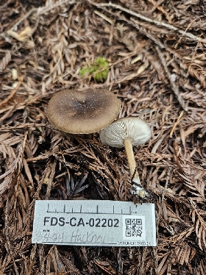  ( - FDS-CA-02202)  @11 [ ] by (2024) Mandy Hackney Fungal Diversity Survey