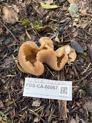  ( - FDS-CA-00067)  @11 [ ] by-nc (2024) Dean Lyons Fungal Diversity Survey