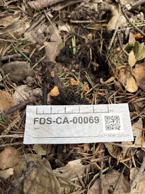 ( - FDS-CA-00069)  @11 [ ] by-nc (2024) Dean Lyons Fungal Diversity Survey