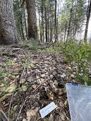  ( - FDS-CA-00069)  @11 [ ] by-nc (2024) Dean Lyons Fungal Diversity Survey