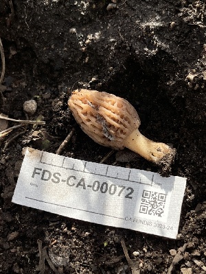  ( - FDS-CA-00072)  @11 [ ] by-nc (2024) Dean Lyons Fungal Diversity Survey