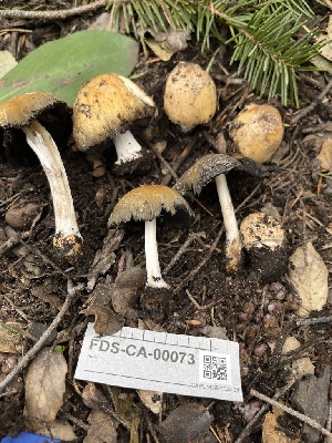  ( - FDS-CA-00073)  @11 [ ] by-nc (2024) Dean Lyons Fungal Diversity Survey