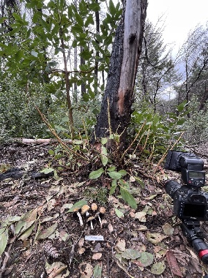  ( - FDS-CA-00073)  @11 [ ] by-nc (2024) Dean Lyons Fungal Diversity Survey