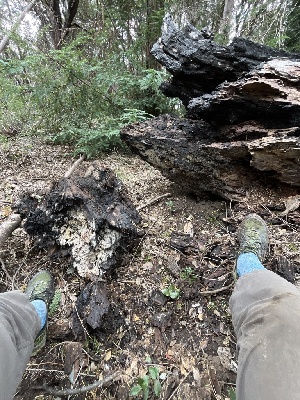  (Pterulicium sp. CA01 - FDS-CA-00074)  @11 [ ] by-nc (2024) Dean Lyons Fungal Diversity Survey