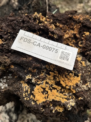  ( - FDS-CA-00075)  @11 [ ] by-nc (2024) Dean Lyons Fungal Diversity Survey