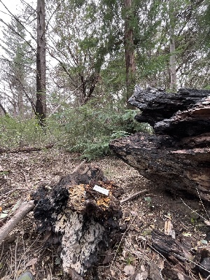  ( - FDS-CA-00075)  @11 [ ] by-nc (2024) Dean Lyons Fungal Diversity Survey