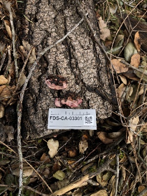  ( - FDS-CA-03301)  @11 [ ] by (2024) Justin Paulin Fungal Diversity Survey