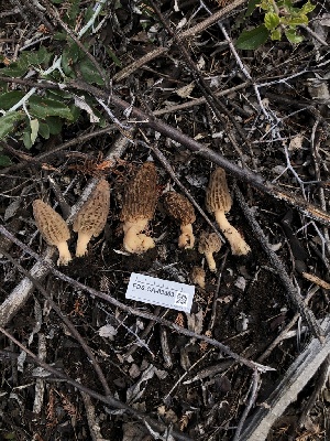  ( - FDS-CA-03303)  @11 [ ] by (2024) Justin Paulin Fungal Diversity Survey