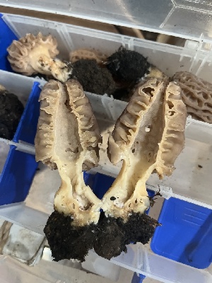  ( - FDS-CA-00076)  @11 [ ] by-nc (2024) Dean Lyons Fungal Diversity Survey