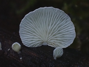  (Cheimonophyllum - HAY-F-005555)  @11 [ ] by (2023) Mandy Hackney Fungal Diversity Survey