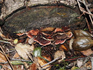  ( - FDS-CA-03301)  @11 [ ] by (2024) Justin Paulin Fungal Diversity Survey