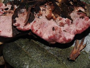  ( - FDS-CA-03301)  @11 [ ] by (2024) Justin Paulin Fungal Diversity Survey