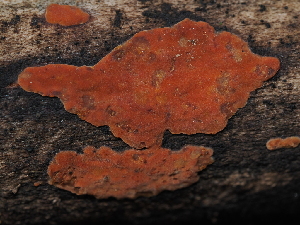  (Peniophora sp. CA01 - FDS-CA-03302)  @11 [ ] by (2024) Justin Paulin Fungal Diversity Survey
