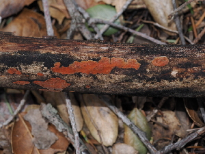 ( - FDS-CA-03302)  @11 [ ] by (2024) Justin Paulin Fungal Diversity Survey