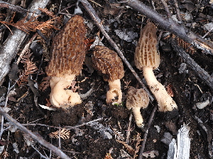  ( - FDS-CA-03303)  @11 [ ] by (2024) Justin Paulin Fungal Diversity Survey