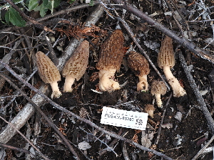  ( - FDS-CA-03303)  @11 [ ] by (2024) Justin Paulin Fungal Diversity Survey