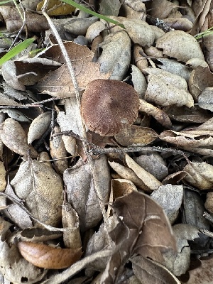  ( - FDS-CA-02004)  @11 [ ] by-nc (2024) Bat Vardeh Fungal Diversity Survey
