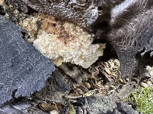  ( - FDS-CA-02010)  @11 [ ] by-nc (2024) Bat Vardeh Fungal Diversity Survey