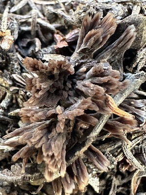  ( - FDS-CA-02064)  @11 [ ] by-nc (2024) Bat Vardeh Fungal Diversity Survey