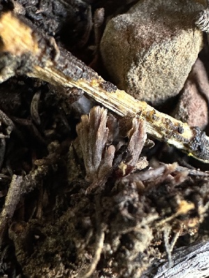  ( - FDS-CA-02064)  @11 [ ] by-nc (2024) Bat Vardeh Fungal Diversity Survey