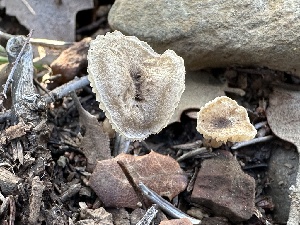  ( - FDS-CA-02066)  @11 [ ] by-nc (2024) Bat Vardeh Fungal Diversity Survey