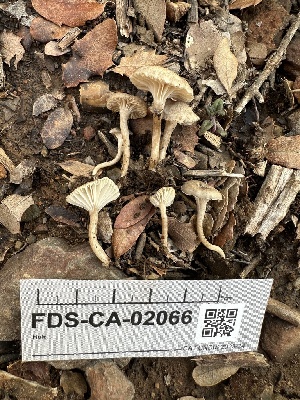  ( - FDS-CA-02066)  @11 [ ] by-nc (2024) Bat Vardeh Fungal Diversity Survey