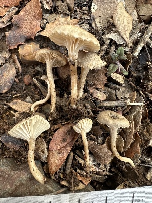  ( - FDS-CA-02066)  @11 [ ] by-nc (2024) Bat Vardeh Fungal Diversity Survey