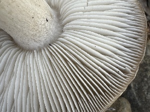  (Tricholoma sp. saponaceum-PNW20 - FDS-CA-02033)  @11 [ ] by-nc (2024) Bat Vardeh Fungal Diversity Survey