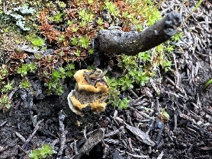  ( - FDS-CA-02067)  @11 [ ] by-nc (2024) Bat Vardeh Fungal Diversity Survey