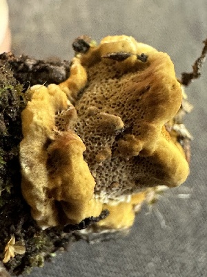  ( - FDS-CA-02067)  @11 [ ] by-nc (2024) Bat Vardeh Fungal Diversity Survey