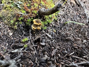  ( - FDS-CA-02067)  @11 [ ] by-nc (2024) Bat Vardeh Fungal Diversity Survey