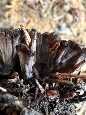  ( - FDS-CA-02068)  @11 [ ] by-nc (2024) Bat Vardeh Fungal Diversity Survey