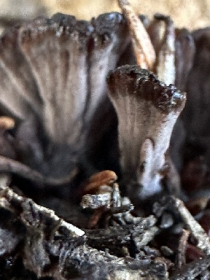  ( - FDS-CA-02068)  @11 [ ] by-nc (2024) Bat Vardeh Fungal Diversity Survey