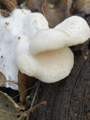  ( - FDS-CA-02060)  @11 [ ] by-nc (2024) Bat Vardeh Fungal Diversity Survey