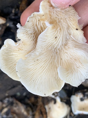  ( - FDS-CA-02060)  @11 [ ] by-nc (2024) Bat Vardeh Fungal Diversity Survey