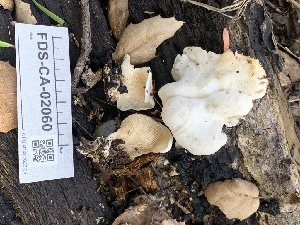  (Clitopilus sp. fasciculatus-CA01 - FDS-CA-02060)  @11 [ ] by-nc (2024) Bat Vardeh Fungal Diversity Survey