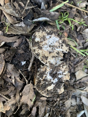  ( - FDS-CA-02019)  @11 [ ] by-nc (2024) Bat Vardeh Fungal Diversity Survey