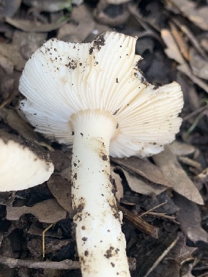  ( - FDS-CA-02019)  @11 [ ] by-nc (2024) Bat Vardeh Fungal Diversity Survey