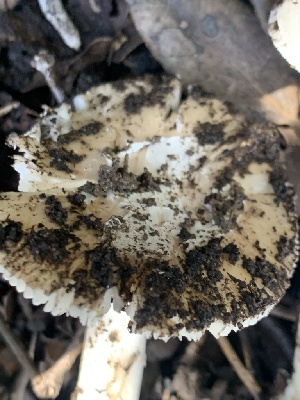  ( - FDS-CA-02019)  @11 [ ] by-nc (2024) Bat Vardeh Fungal Diversity Survey