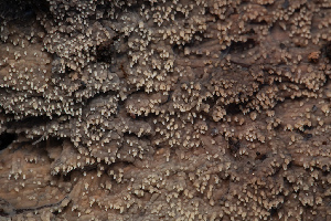  ( - FDS-CA-00065)  @11 [ ] by-nc (2024) Dean Lyons Fungal Diversity Survey