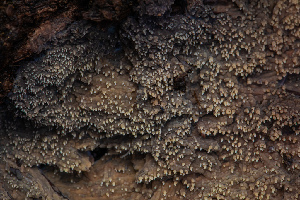  ( - FDS-CA-00065)  @11 [ ] by-nc (2024) Dean Lyons Fungal Diversity Survey